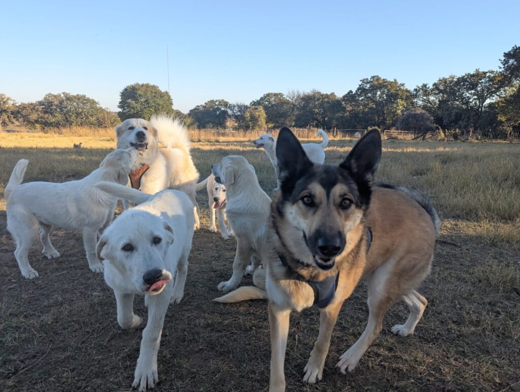 Dog Posse Dog Posse