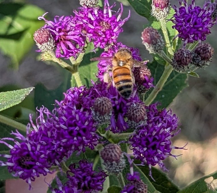 honeybee collecting pollen from ironweed
